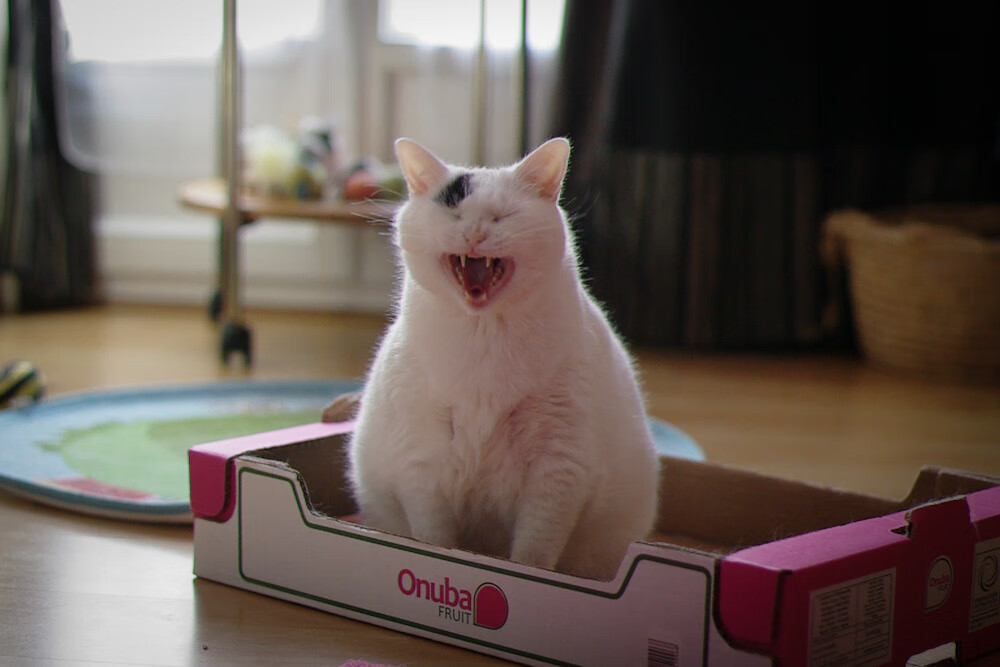 KAIYUNAPP-“校园足球日益普及，推动全民健身”，推进校园足球普及