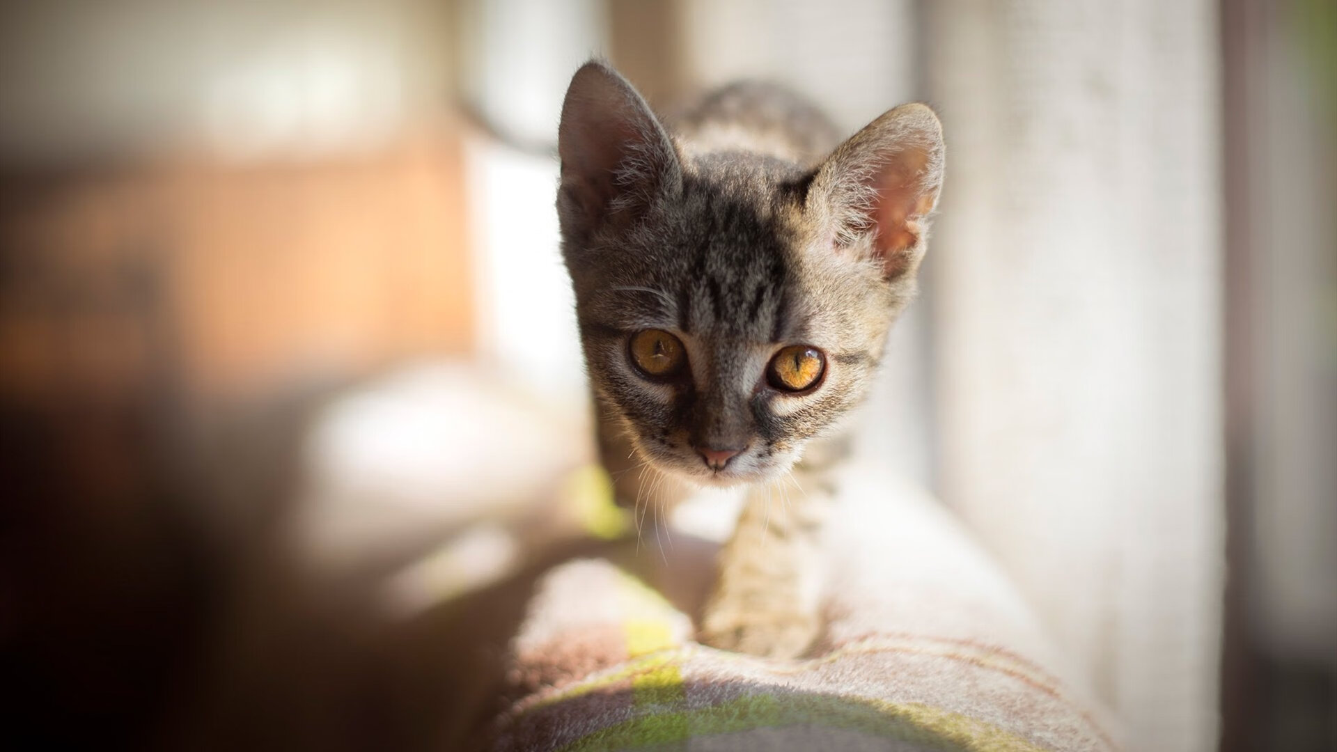 开云在线直播-全国青少年足球裁判员“导入”远程培训新技术，行业水平提升显著